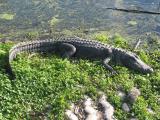 Sunbathing Aligator