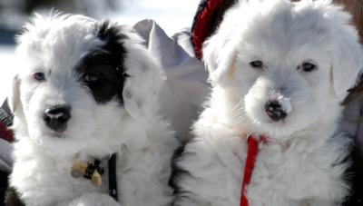 Higgins &  Sophie