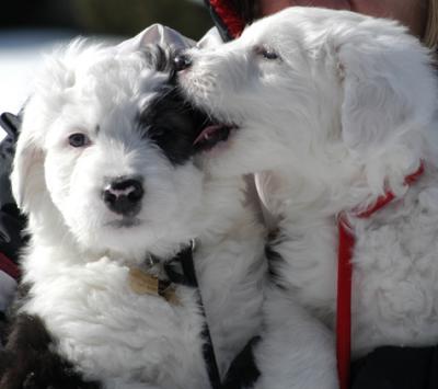 Higgins &  Sophie