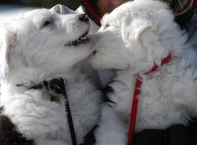 Higgins &  Sophie
