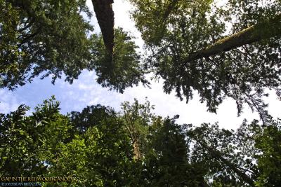 RedwoodPark-Canopy.jpg