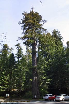 RedwoodPark-TreeInLot.jpg