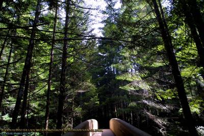 RedwoodPark-Walkway.jpg