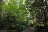 RedwoodPark-Pathway.jpg