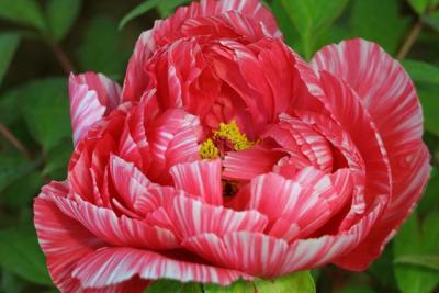 Peonies