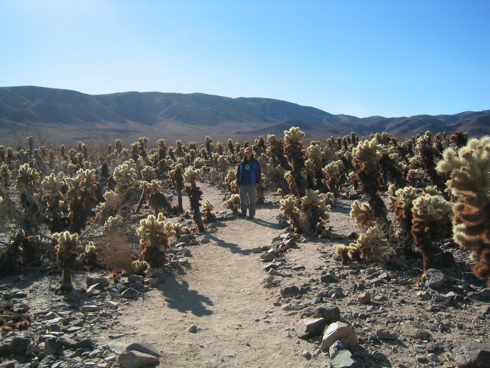 Shannon gets friendly with a whole lotta Cholla Cacti