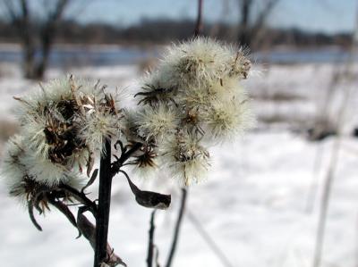 Dried blossums along the Wisconsin river