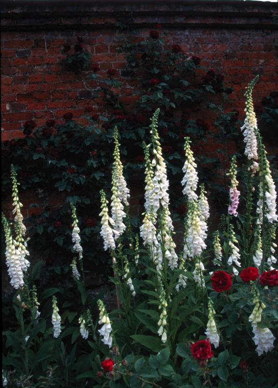 foxgloves at Mottisfont Garden