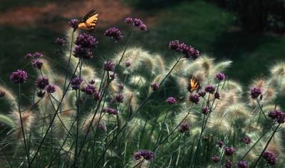 butterflies and verbena bonariensis