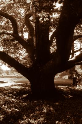 interesting tree at Old Westbury Gardens