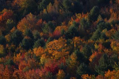 Vermont Foliage