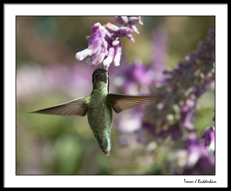 White-eared Hummingbird