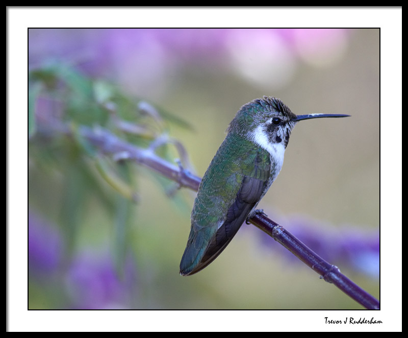 Costas Hummingbird (Young Male)