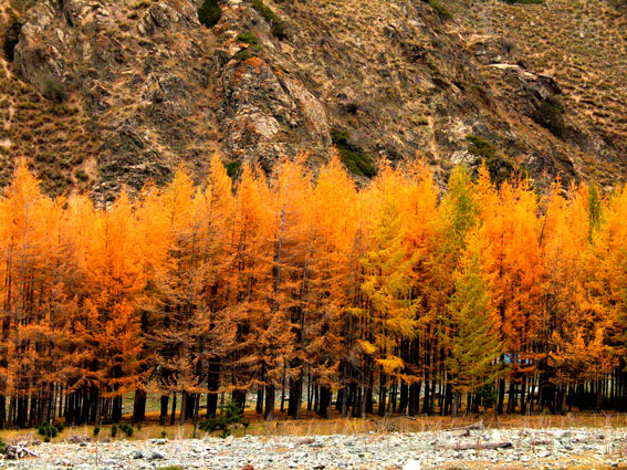 Autumn trees