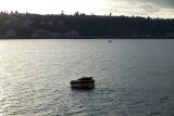 Seattle_1499 sea lions on buoy.JPG