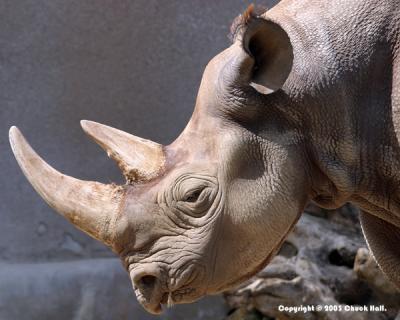 Southern White Rhinoceros
