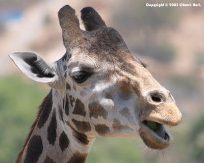 Giraffe