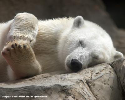 Itchy Paw