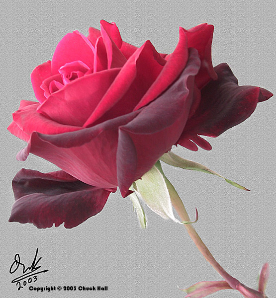 Night and Day Rose