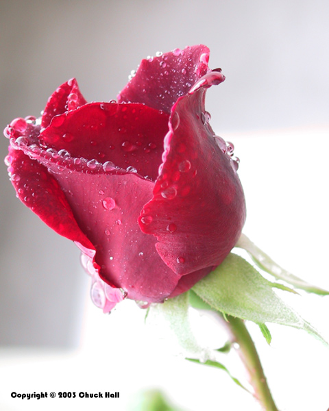 Wet Red Rose