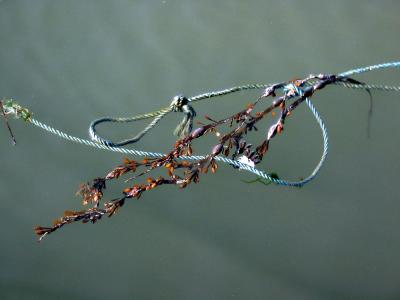 IMG_4508-e.jpg