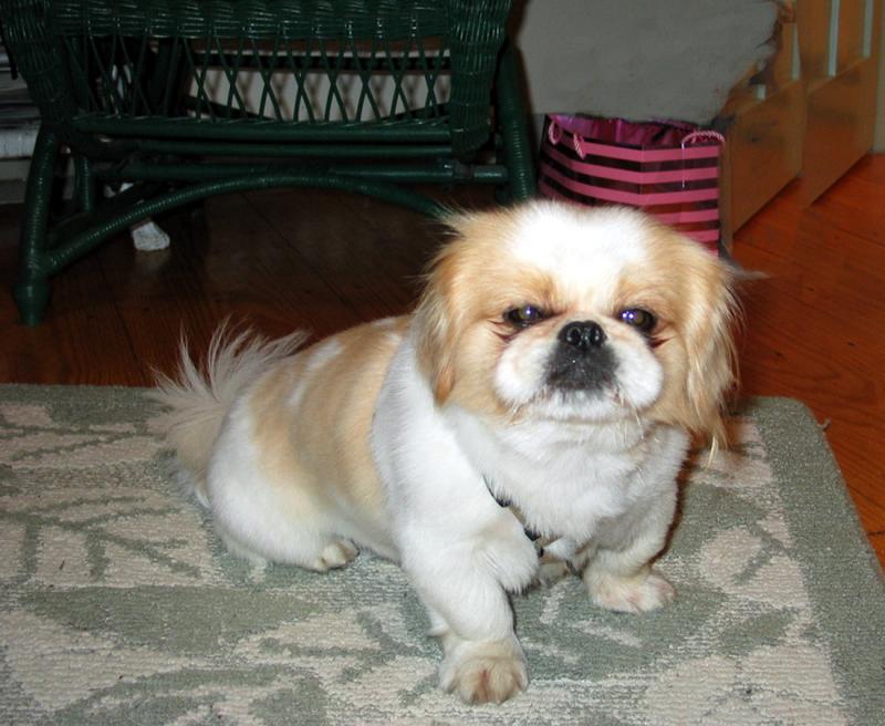 Pekingnese, Joseph