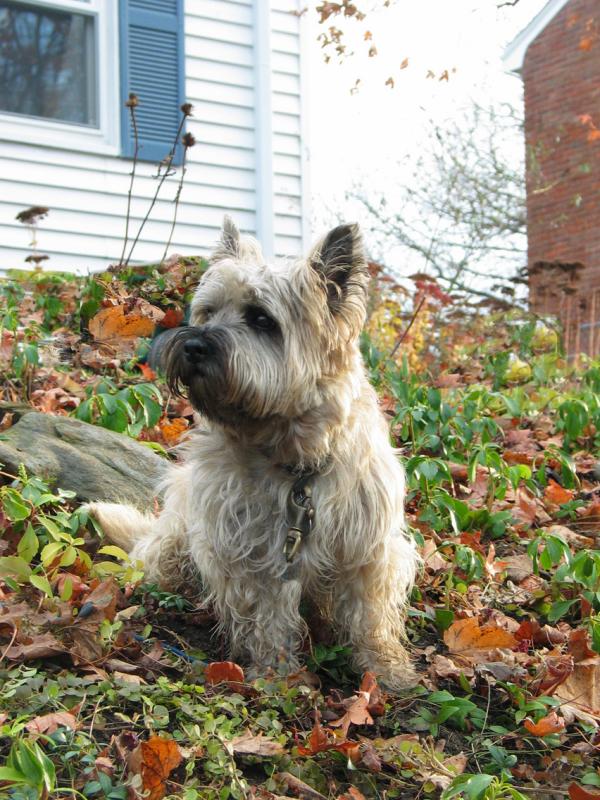 Cairns Terrier: Puppy Otis