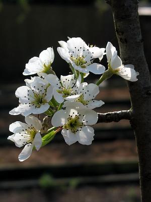 pear blossom in early morning sun