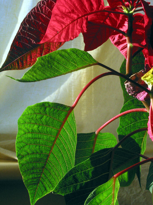 Poinsettia