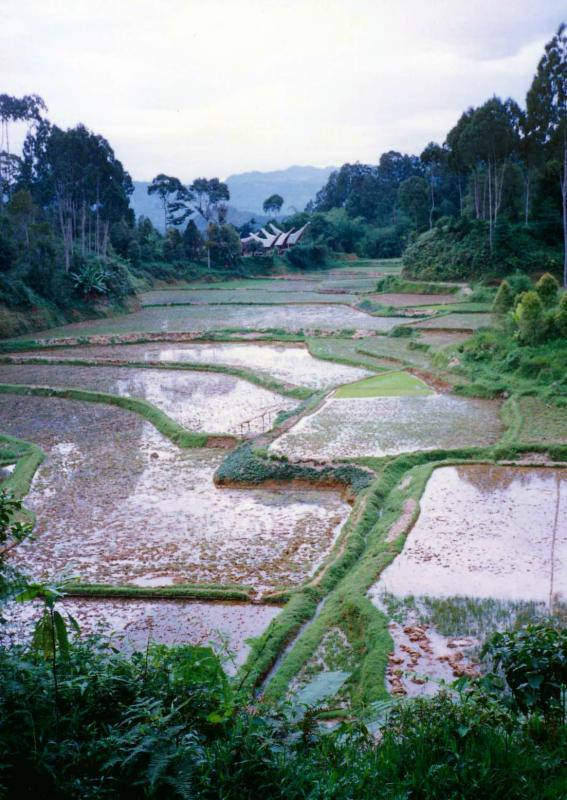 Distant Toraja Village.jpg