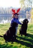 Reindeer with Two Black Labs