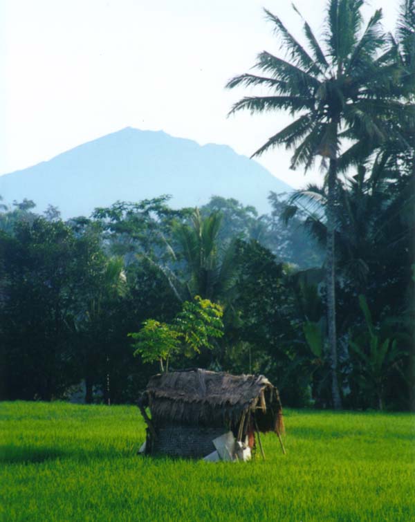 Bali Rice Fields with Volcano