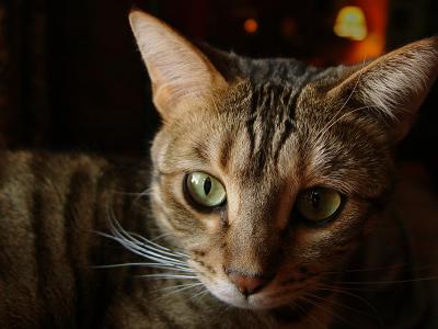 Fred Natural Light