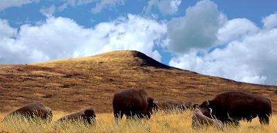Spirit Mound -- a South Dakota Native American monument, located on the Lewis and Clark Trail. Buffalo are superposed.