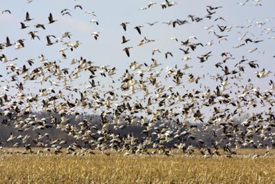 Spring goose migration, eastern SD