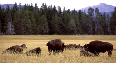 Yellowstone Park buffalo herd