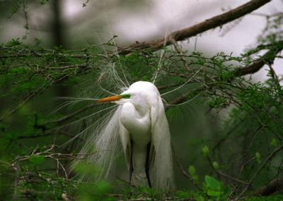 Great White Heron LA .jpg