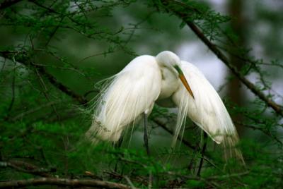 Great White Herons LA .jpg