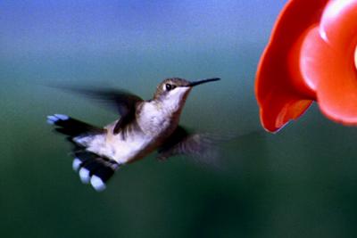 Hummingbird .jpg
