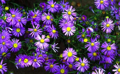 Colorado Wild Flowers .jpg