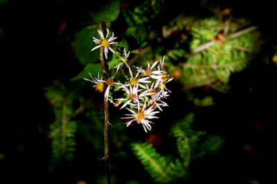 Timber Flower N. Shore MN.jpg