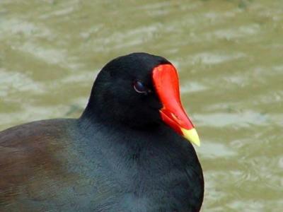 common moorhen