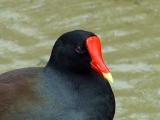 common moorhen