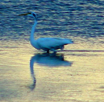 great blue heron white phase