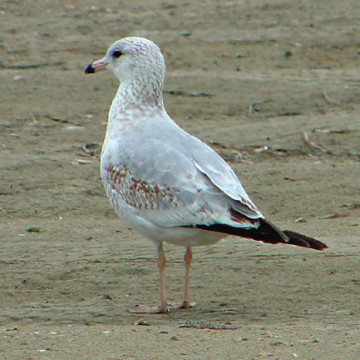 ring-billed gull first winter