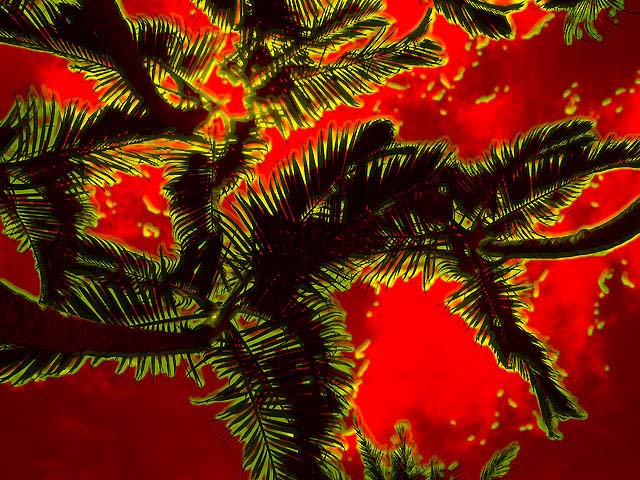 Red Palms.jpg