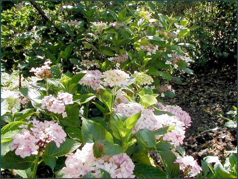 Hydrangeas.