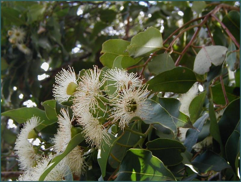 White blossom on eucalyptus