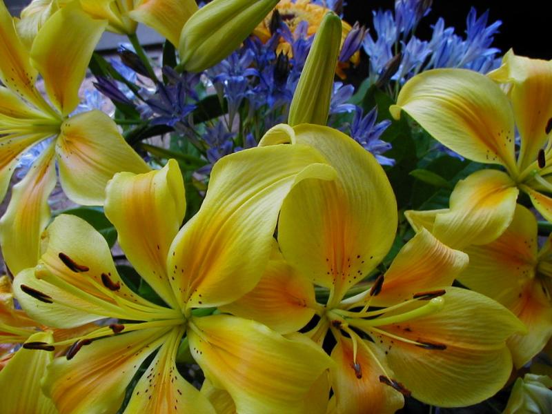 Asiatic Lilium & Brodiaea.