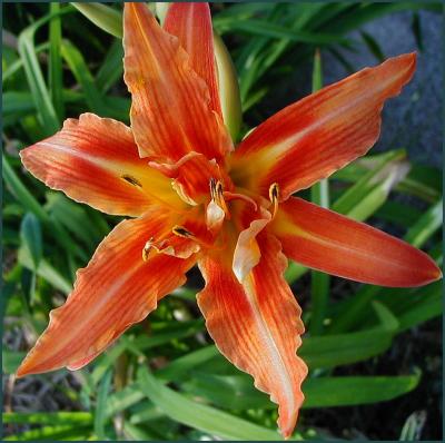 Hemerocallis - orange.